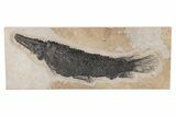 Fossil Gar (Lepisosteus) From Wyoming - Spectacular Scales! #206437-1